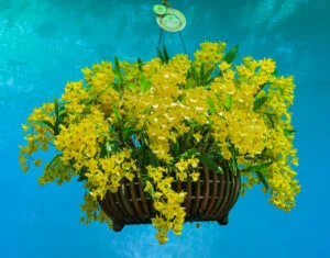 Giải đặc biệt – Hoa lan