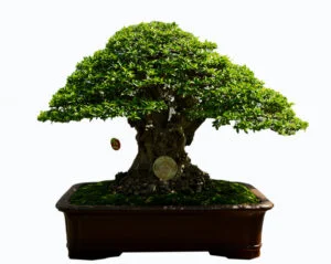 Giải vàng – Bonsai lớn
