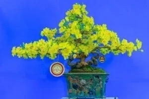 Hoa mai – Mai vàng nhỏ