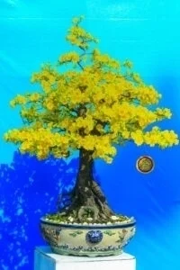 Hoa mai – Mai vàng trung