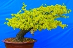 Hoa mai – Mai vàng lớn