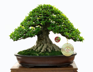 Giải vàng – Bonsai nhỏ