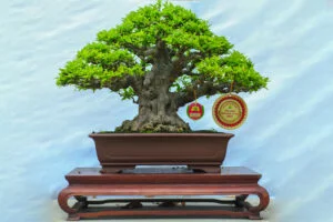 Bonsai nhỏ