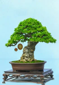 Bonsai trung