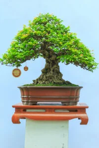 Bonsai lớn