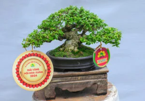 Bonsai mini