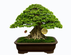 Giải vàng – Bonsai trung