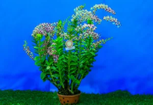 Hoa lan đa thân Dendrobium