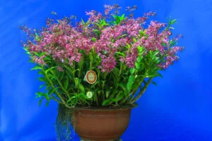Hoa lan rừng Việt Dendrobium