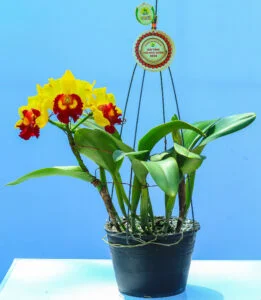 Hoa lan đa thân Cattleya