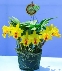 Hoa lan đa thân Cattleya