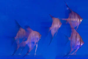 Cá đa chủng loại