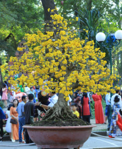 Hoa mai cổ – Mai vàng