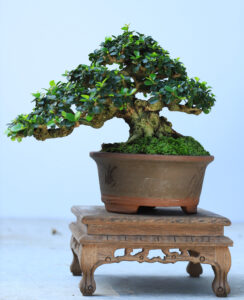 Bonsai mini – Sam núi