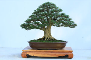 Bonsai nhỏ – Linh sam