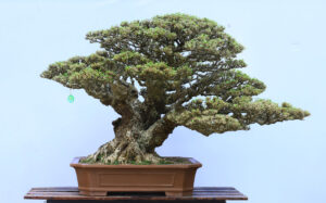 Bonsai lớn – Dâm bụt