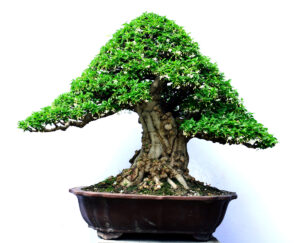 Bonsai trung – Mai chiếu thủy