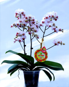 Hoa lan – Phalaenopsis