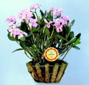 Hoa lan – Cattleya