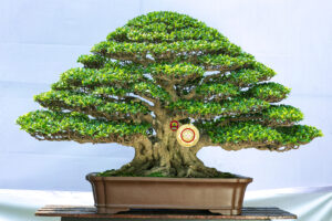 Bonsai lớn – SI bông