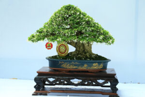 Bonsai nhỏ – Mai chiếu thủy