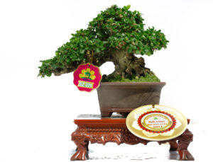 Bonsai mini – Sam núi