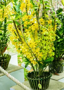 Hoa lan đa thân – Dendrobium xuân